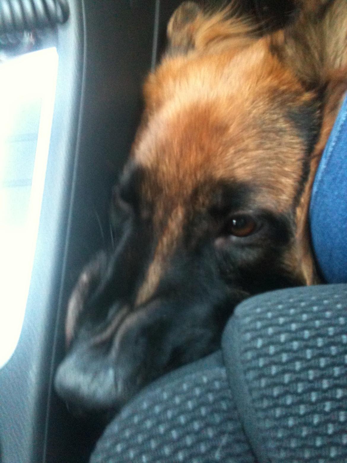 Schæferhund Smed's Jasmina - her kan jeg sagtens være. billede 14