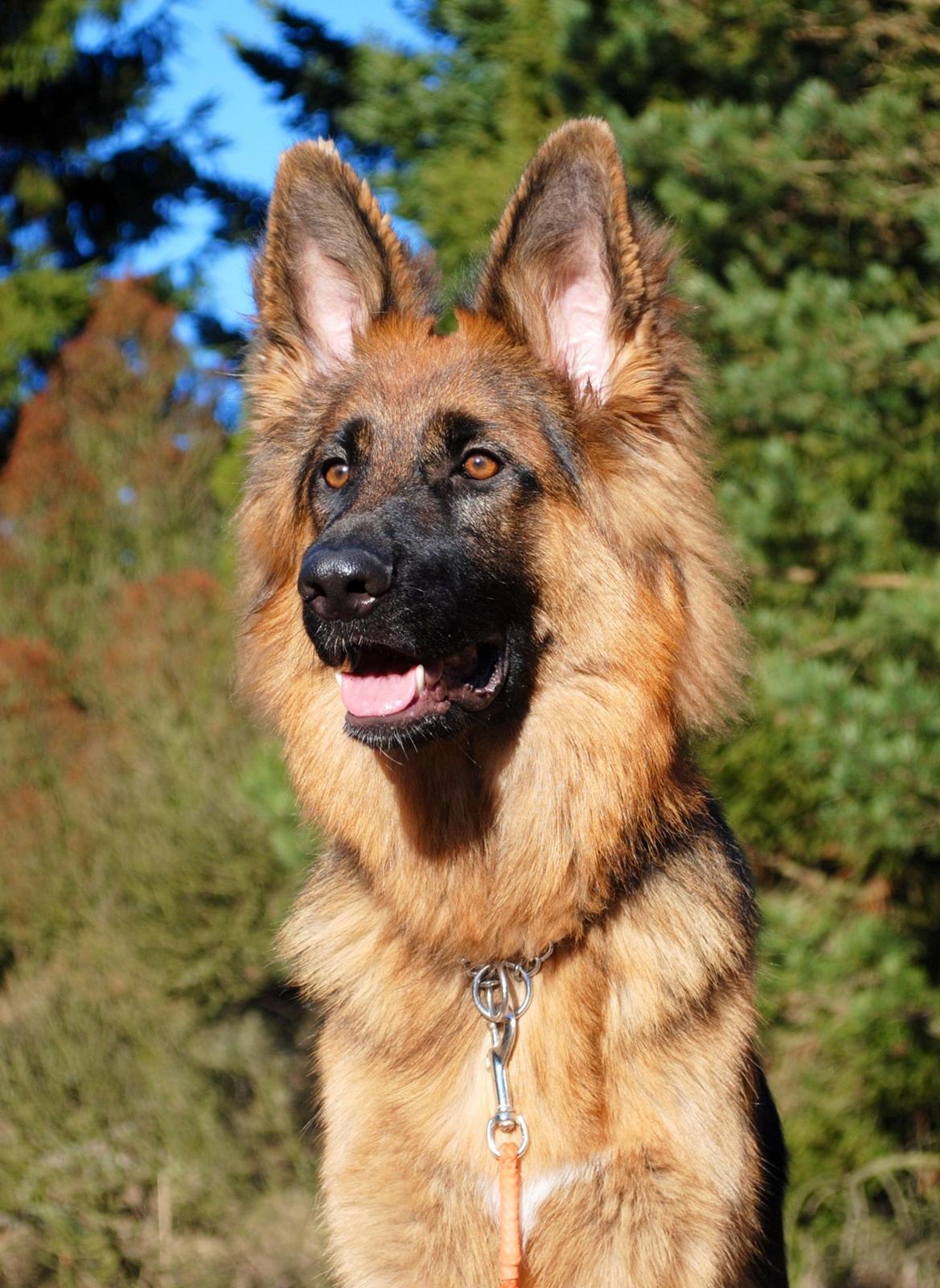 Schæferhund Smed's Jasmina - Store pige :) billede 15