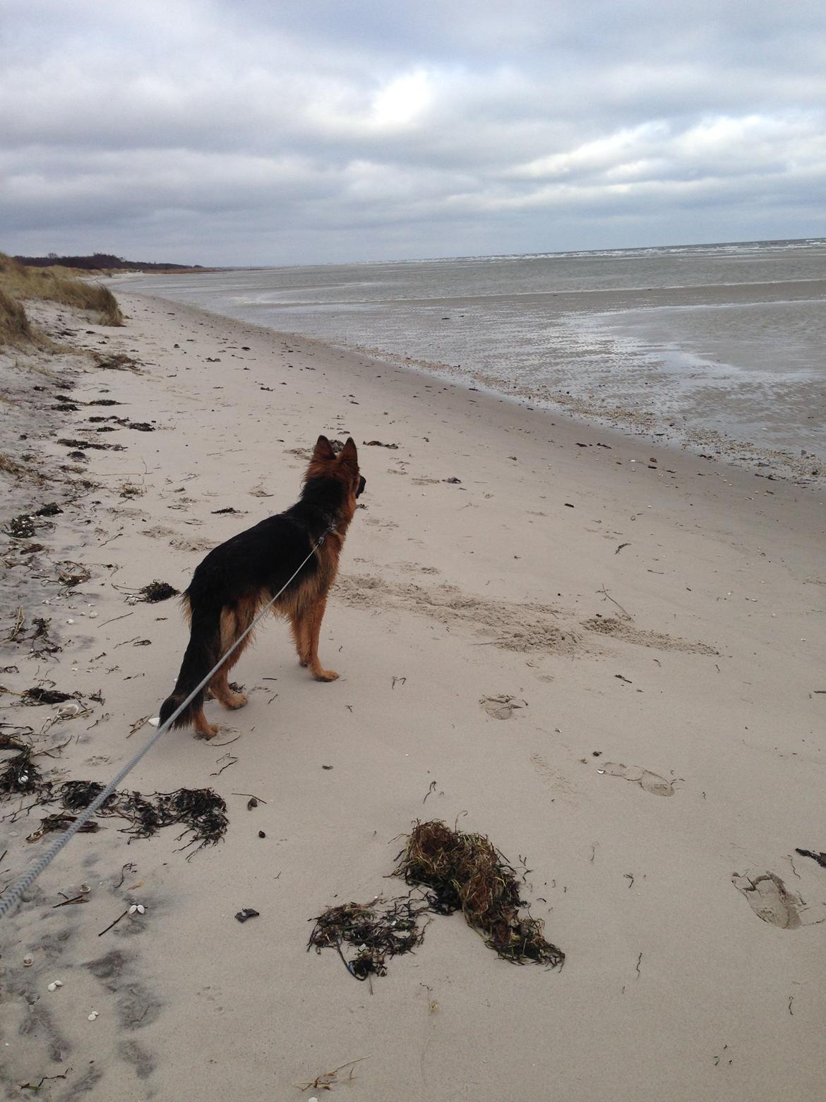 Schæferhund Smed's Jasmina - Hm.. synes altid fuglene flyver når jeg kommer .. billede 16