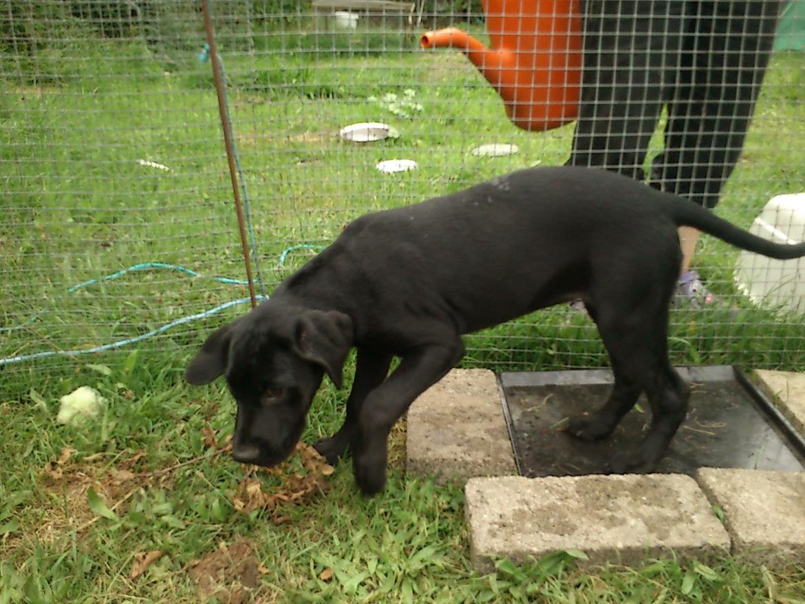 Blanding af racer katrine billede 6