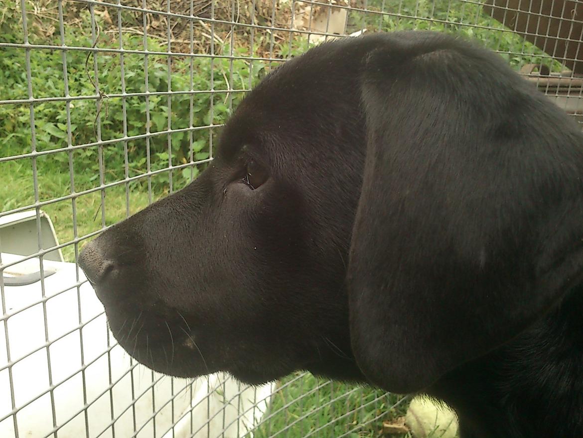 Blanding af racer katrine billede 7