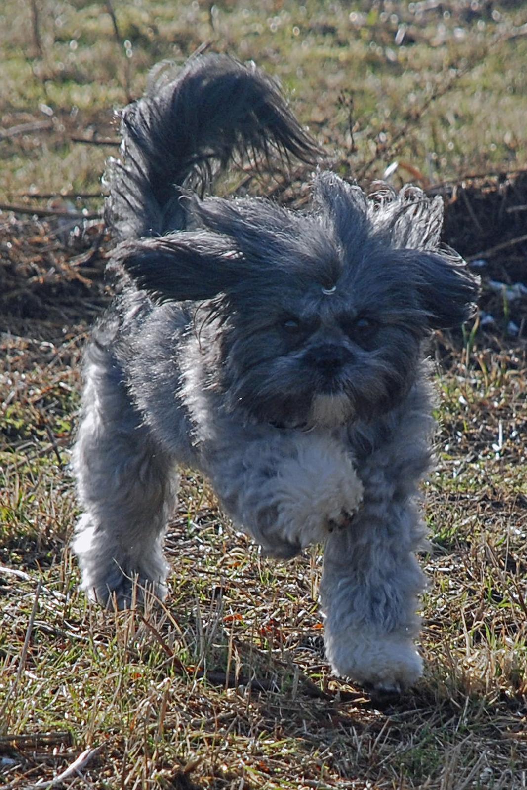 Blanding af racer Bianca R.I.P 4. februar 2014 billede 15