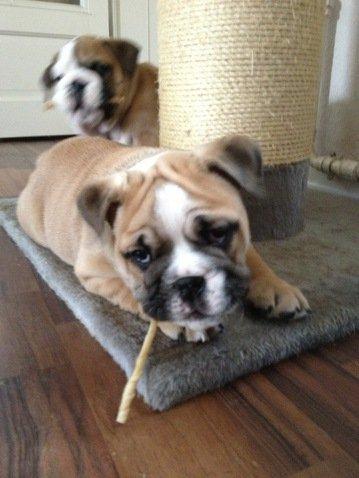 Engelsk bulldog Otto - 7 uger - første tyggepind billede 15
