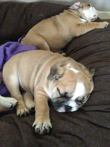 Engelsk bulldog Otto billede 16