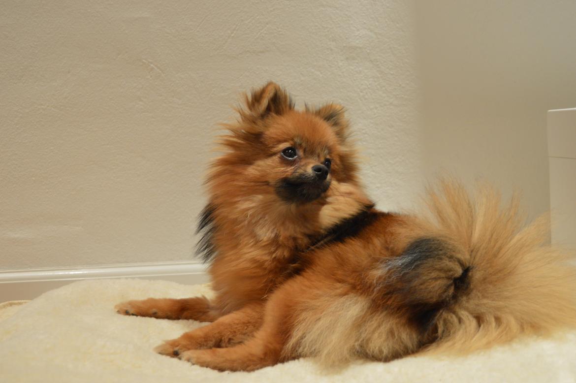 Pomeranian Ane's Dolly  (Neela) - Neela næsten 9 måneder gammel.  billede 9