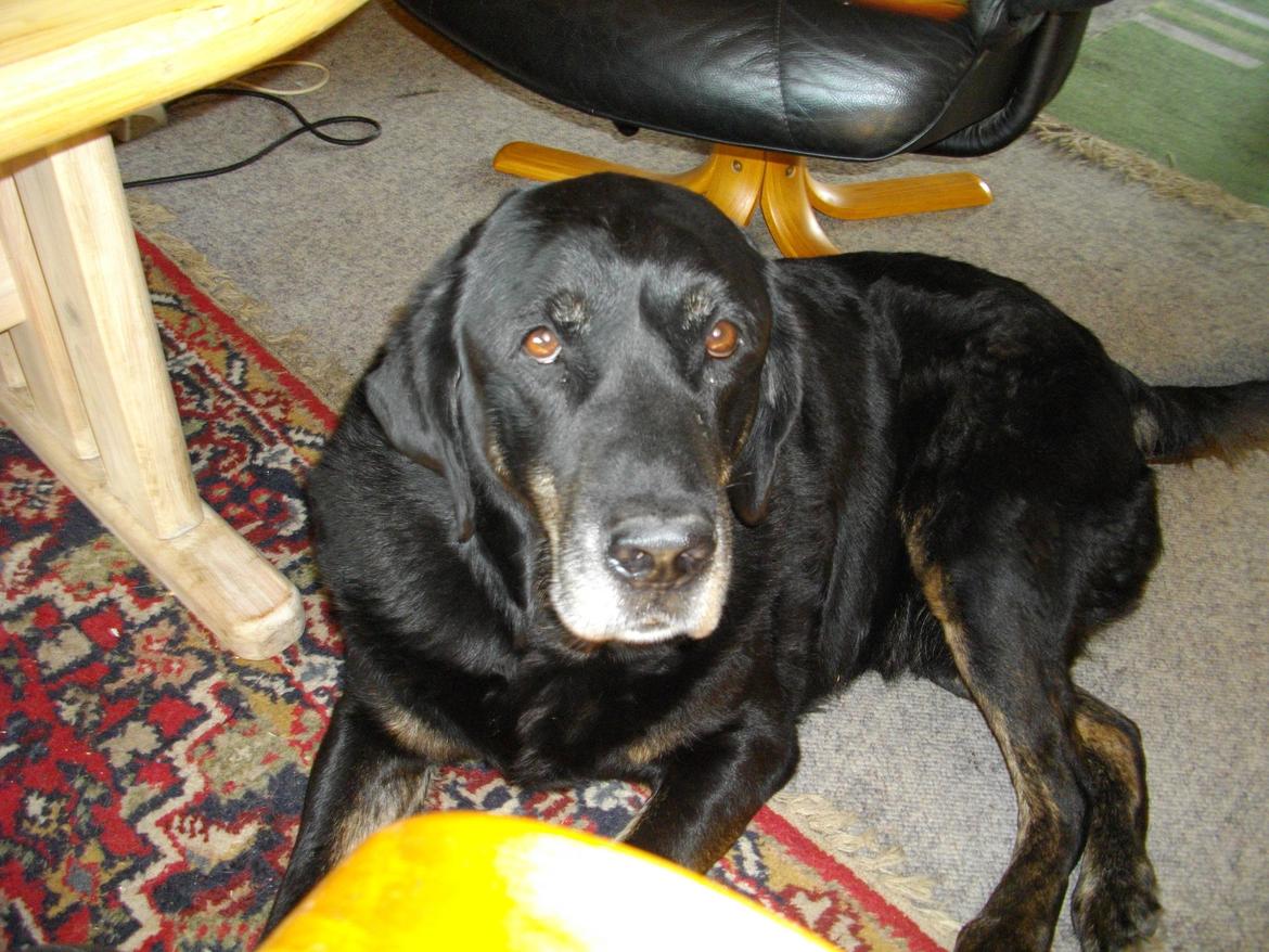 Blanding af racer Buller R.I.P billede 11