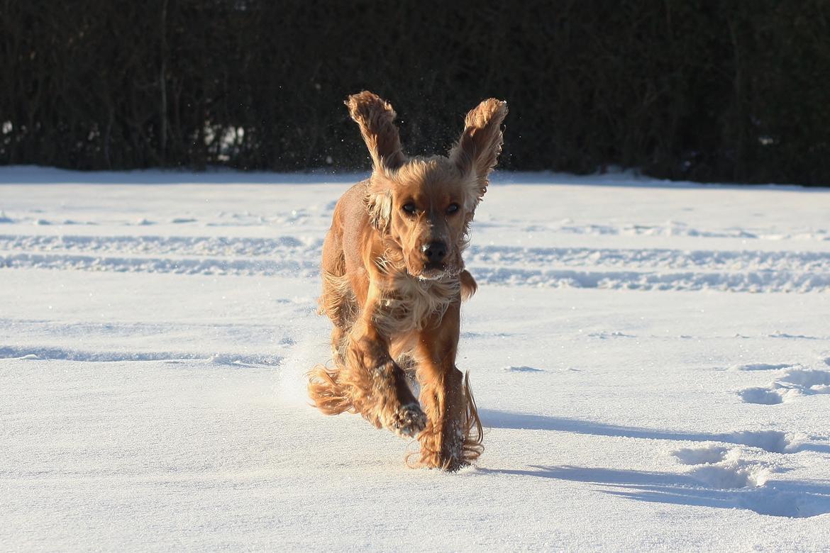 Cocker spaniel Tessa - Fld fart bare fordi men venter hvalpe og er 5 uger henne så holder det da ikk en tilbage billede 18