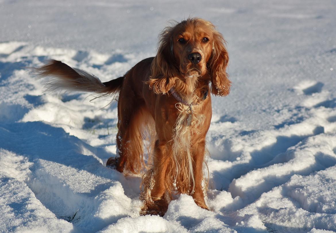 Cocker spaniel Tessa - Smukke pigen i sneen.. Her er hun ca 5 uger henne og venter hvalpe =D billede 19