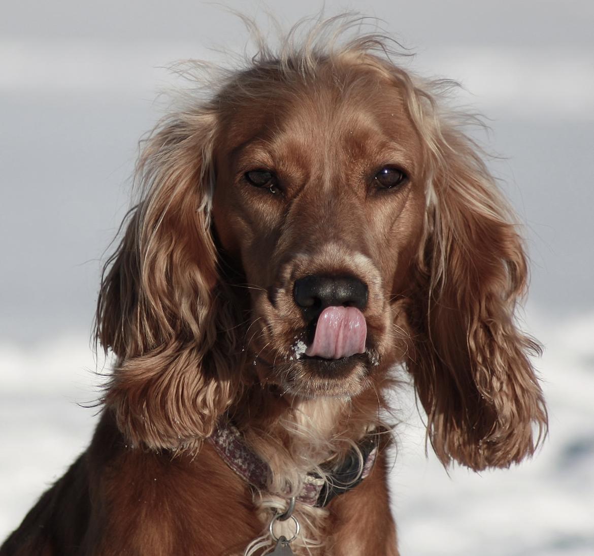 Cocker spaniel Tessa - Smukke tessa en måned før hun fødte =) billede 20