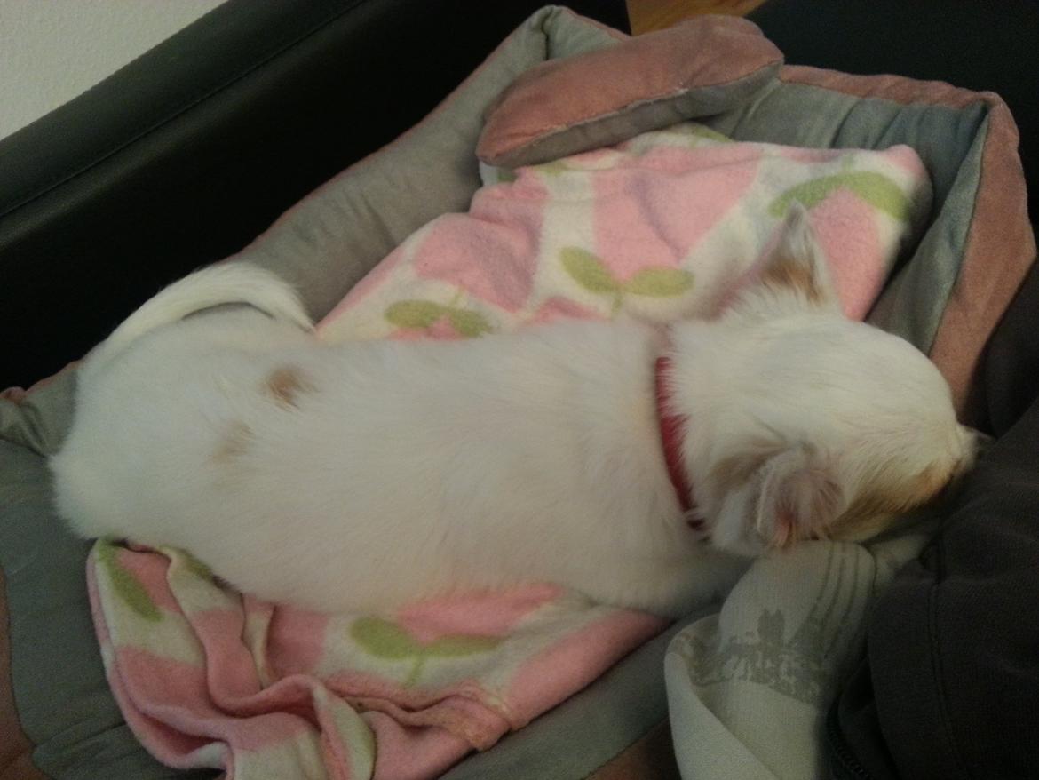 Chihuahua Tulle billede 1