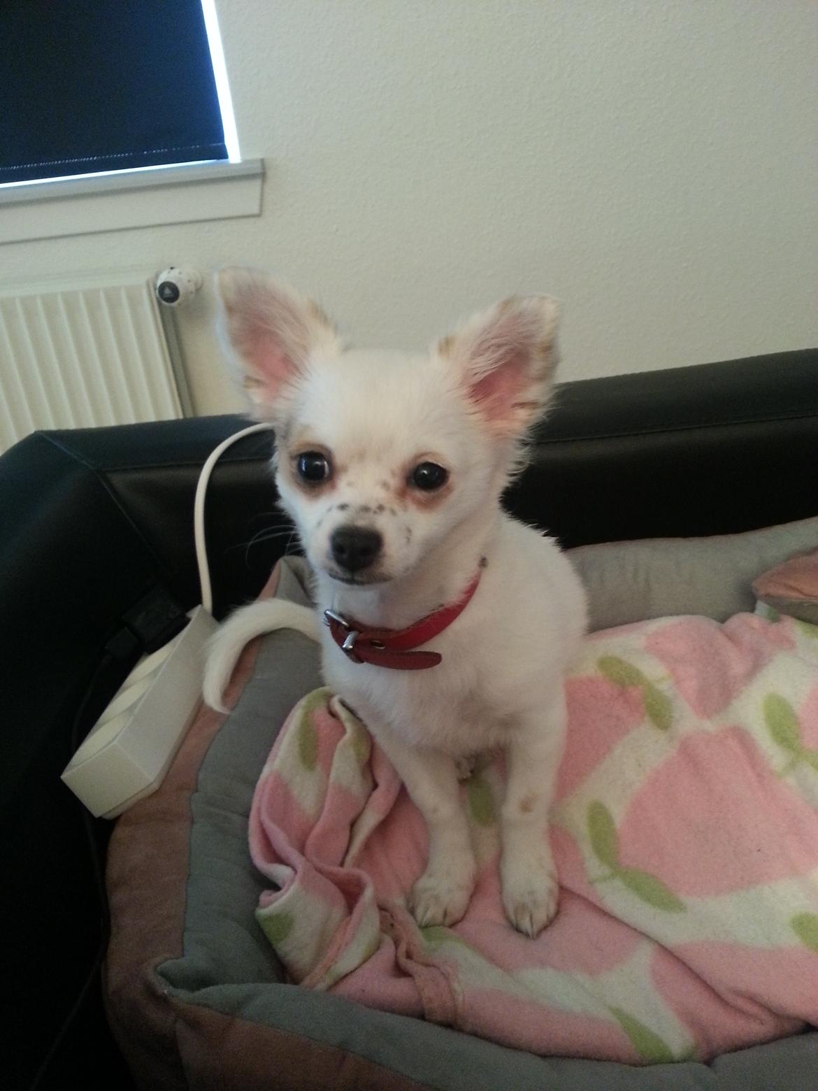 Chihuahua Tulle billede 2