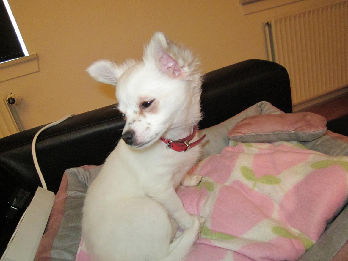 Chihuahua Tulle billede 3