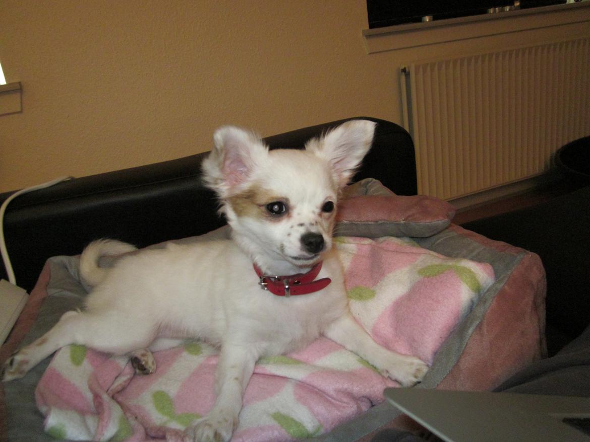 Chihuahua Tulle billede 4