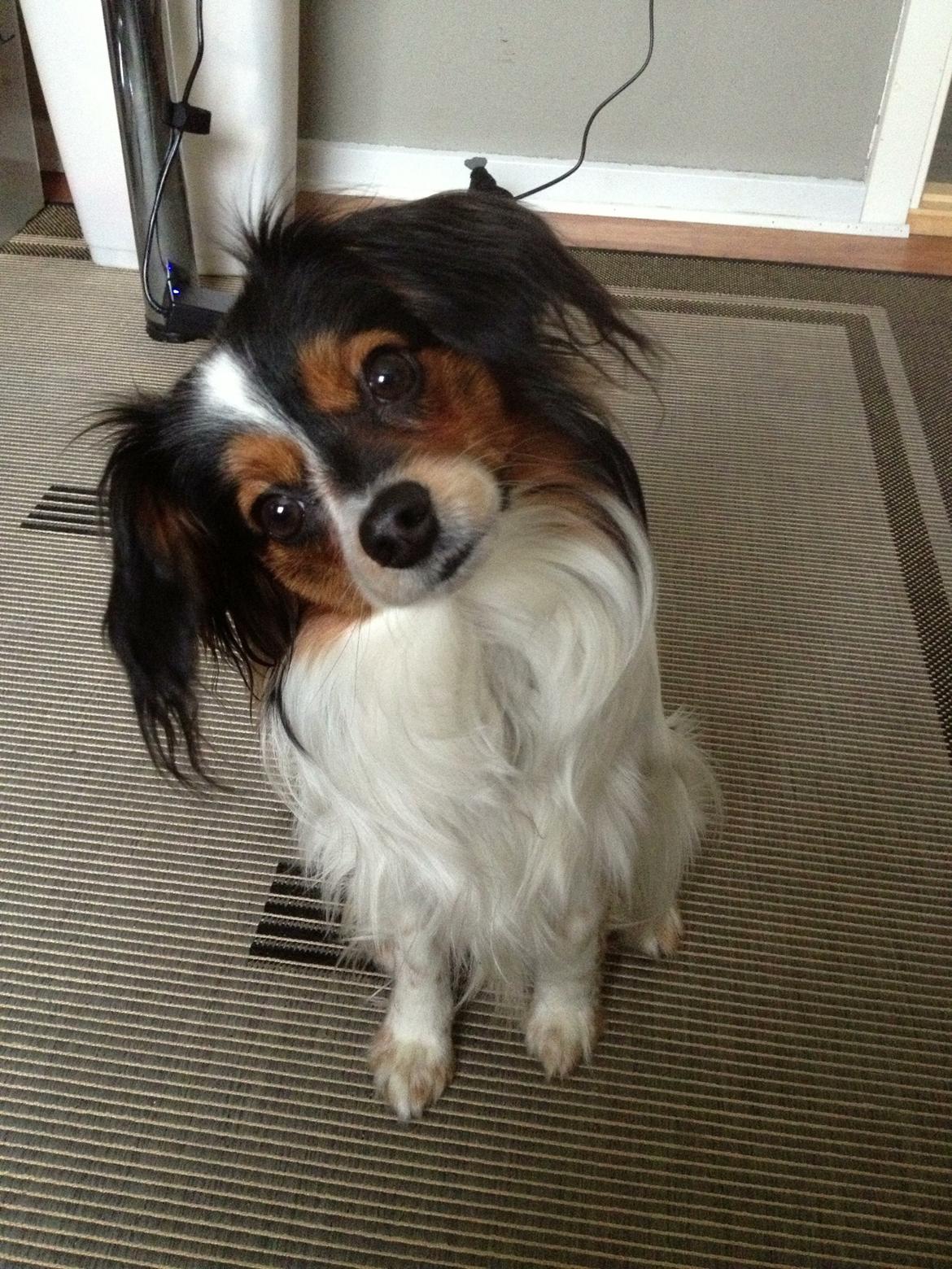 Phalene Aico billede 1