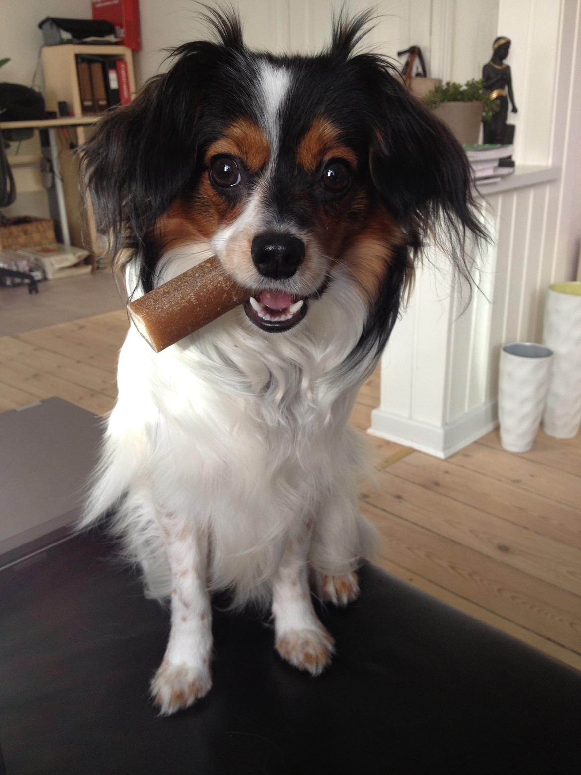 Phalene Aico billede 2