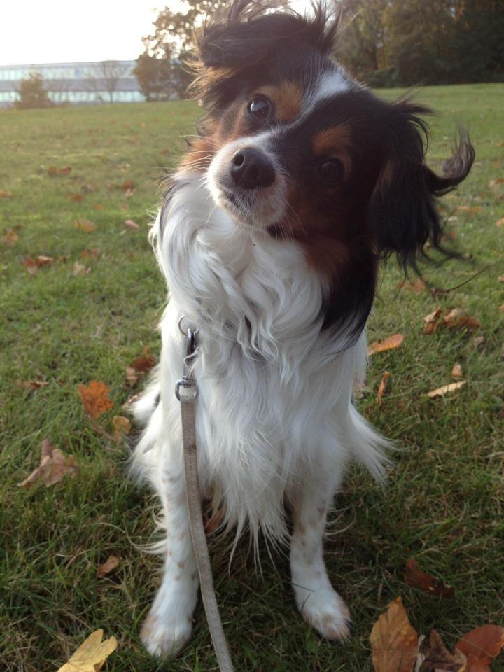 Phalene Aico billede 3