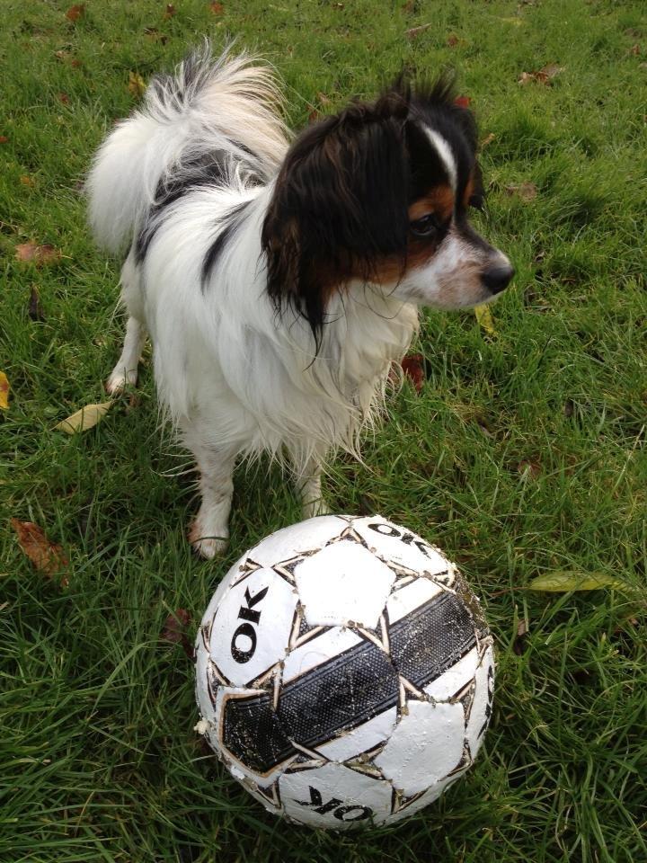 Phalene Aico billede 4