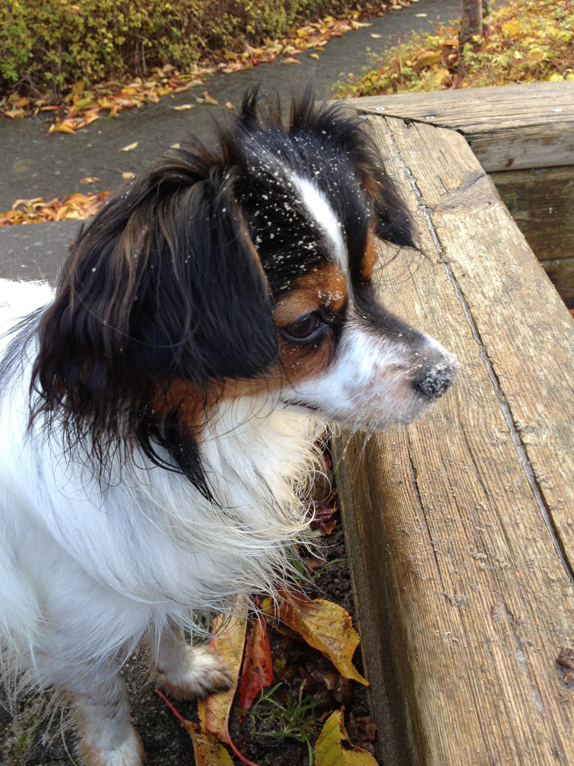 Phalene Aico billede 5