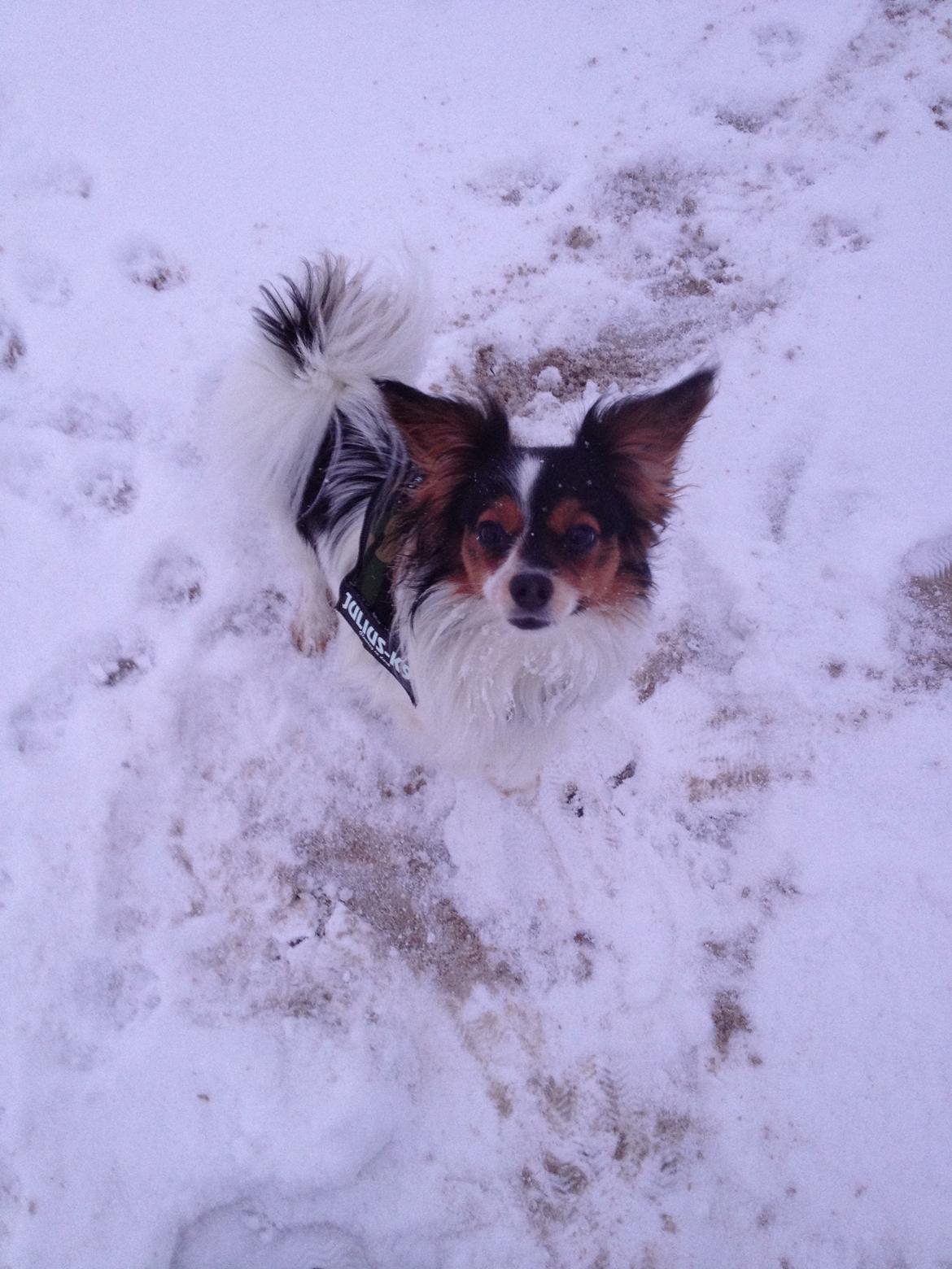 Phalene Aico billede 6