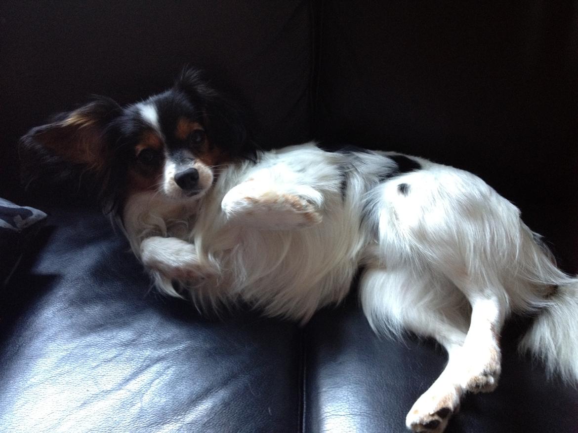 Phalene Aico billede 7