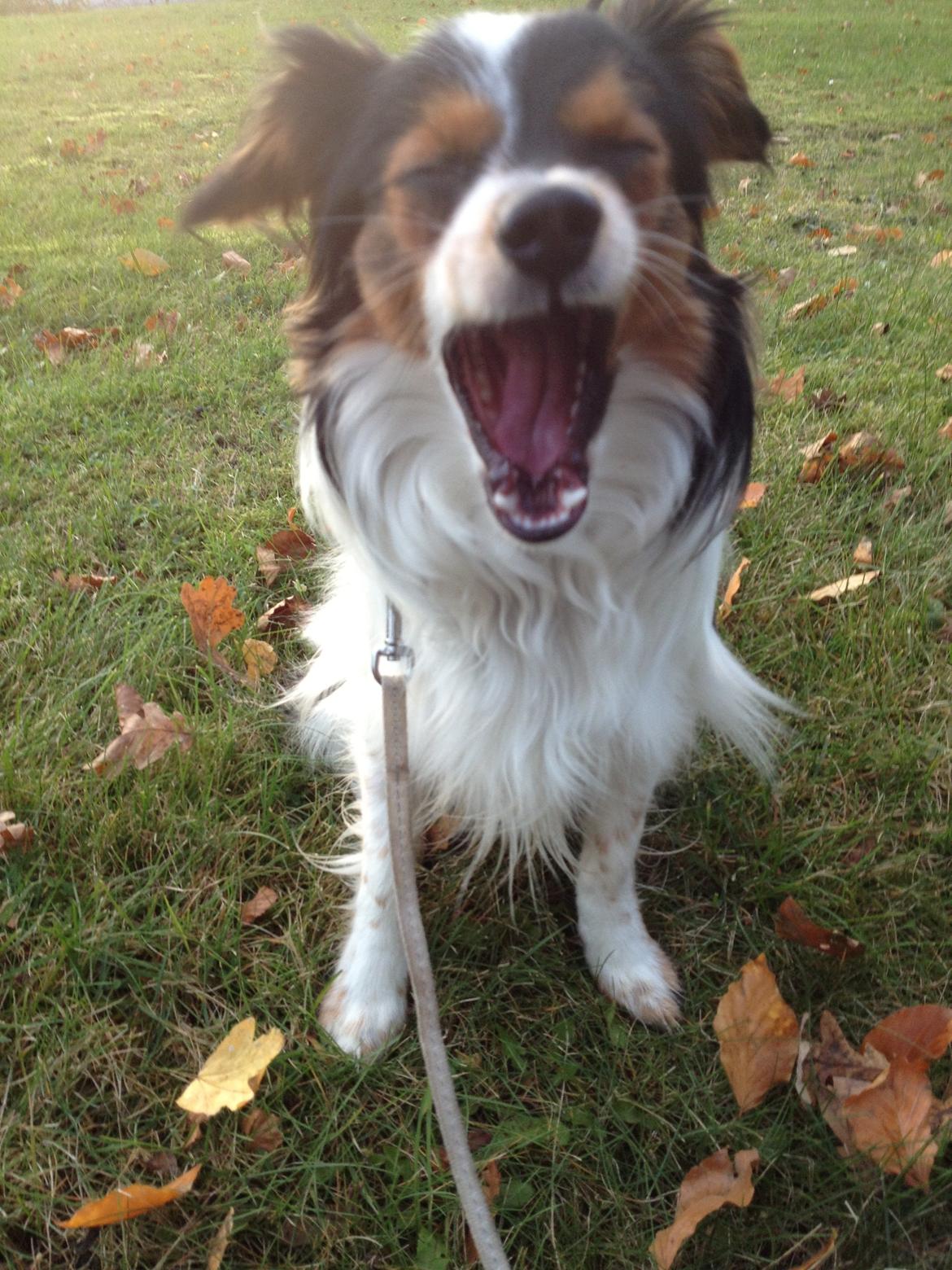 Phalene Aico billede 8