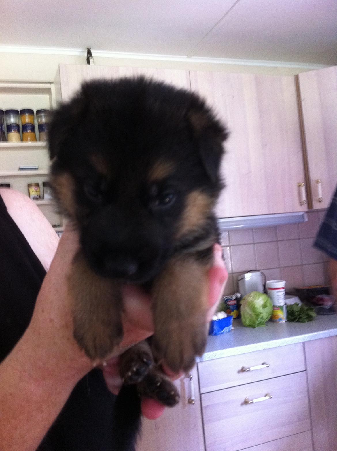 Schæferhund Nick billede 2
