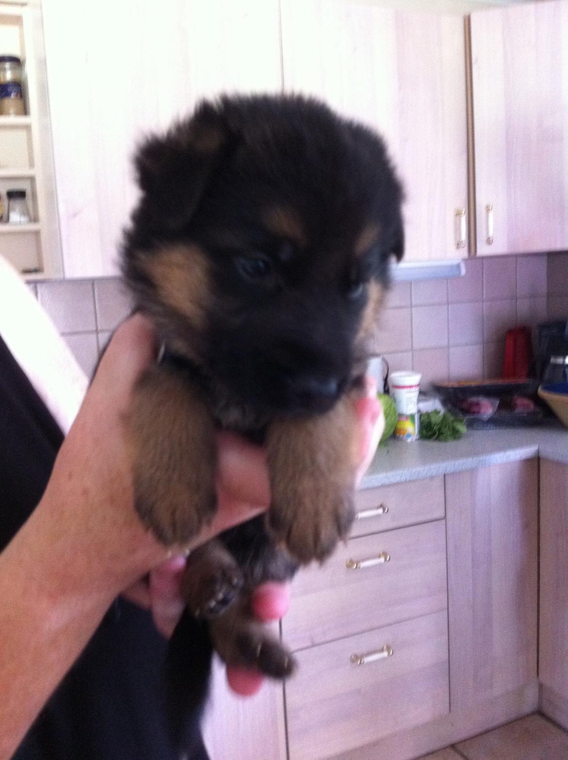 Schæferhund Nick billede 3