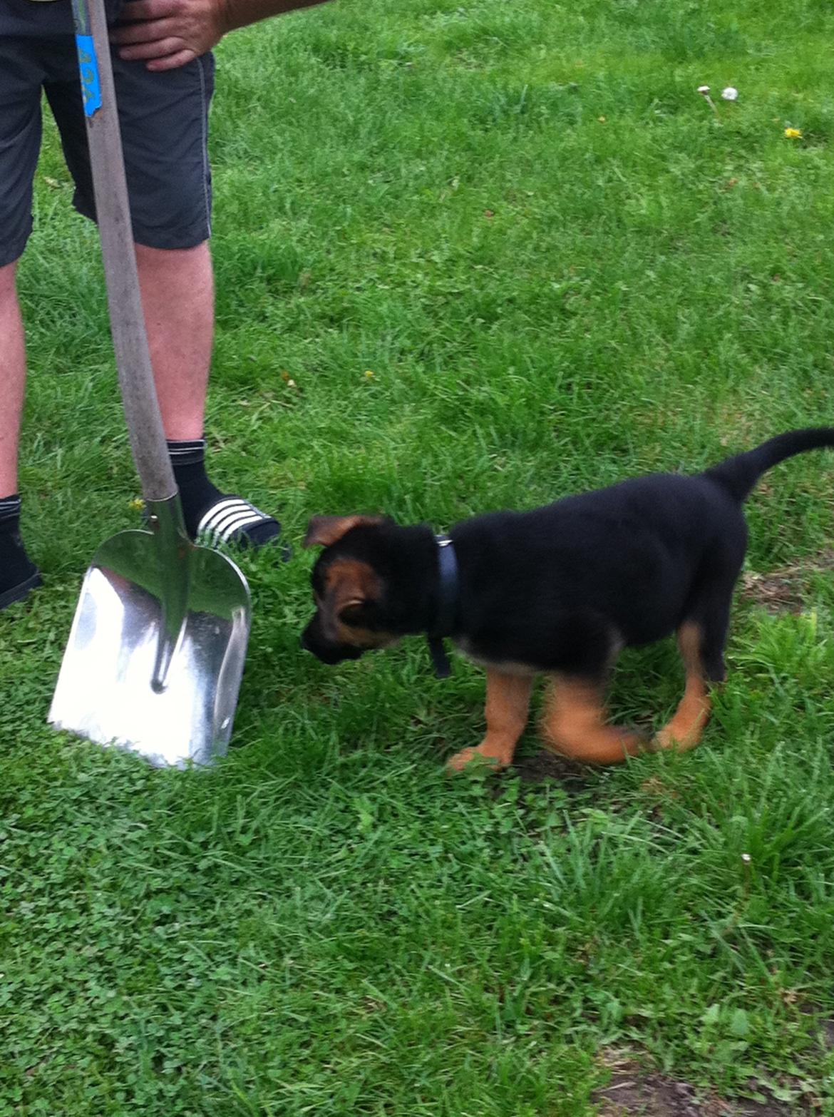 Schæferhund Nick - Første dag hjemme :) billede 4