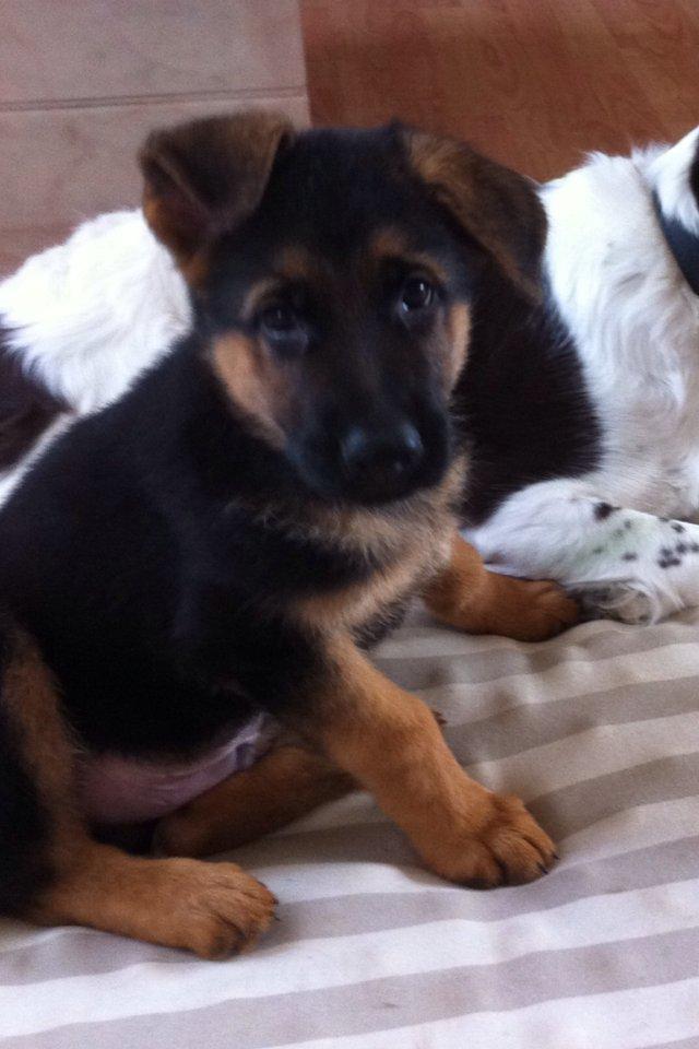 Schæferhund Nick billede 5