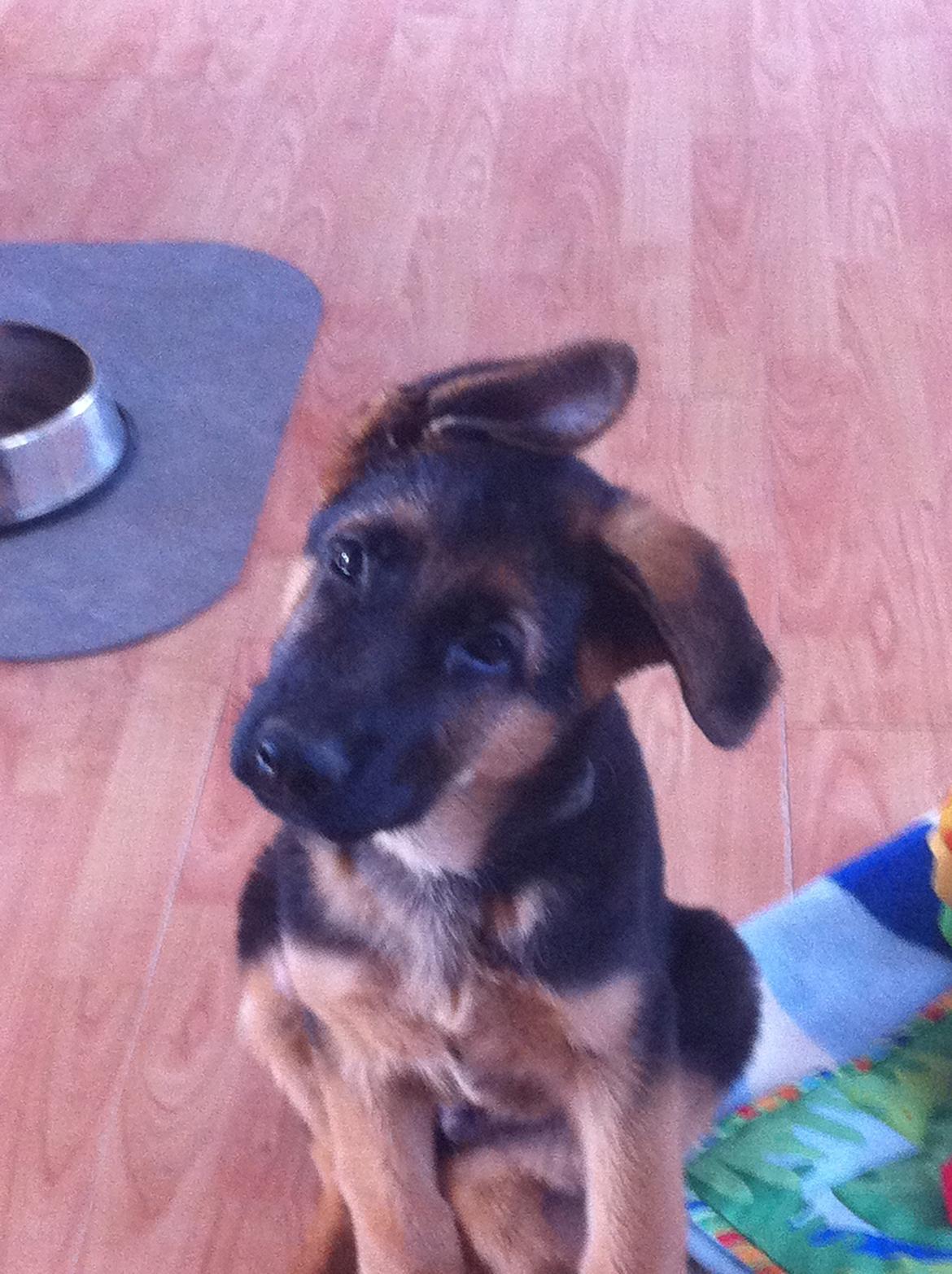 Schæferhund Nick billede 7