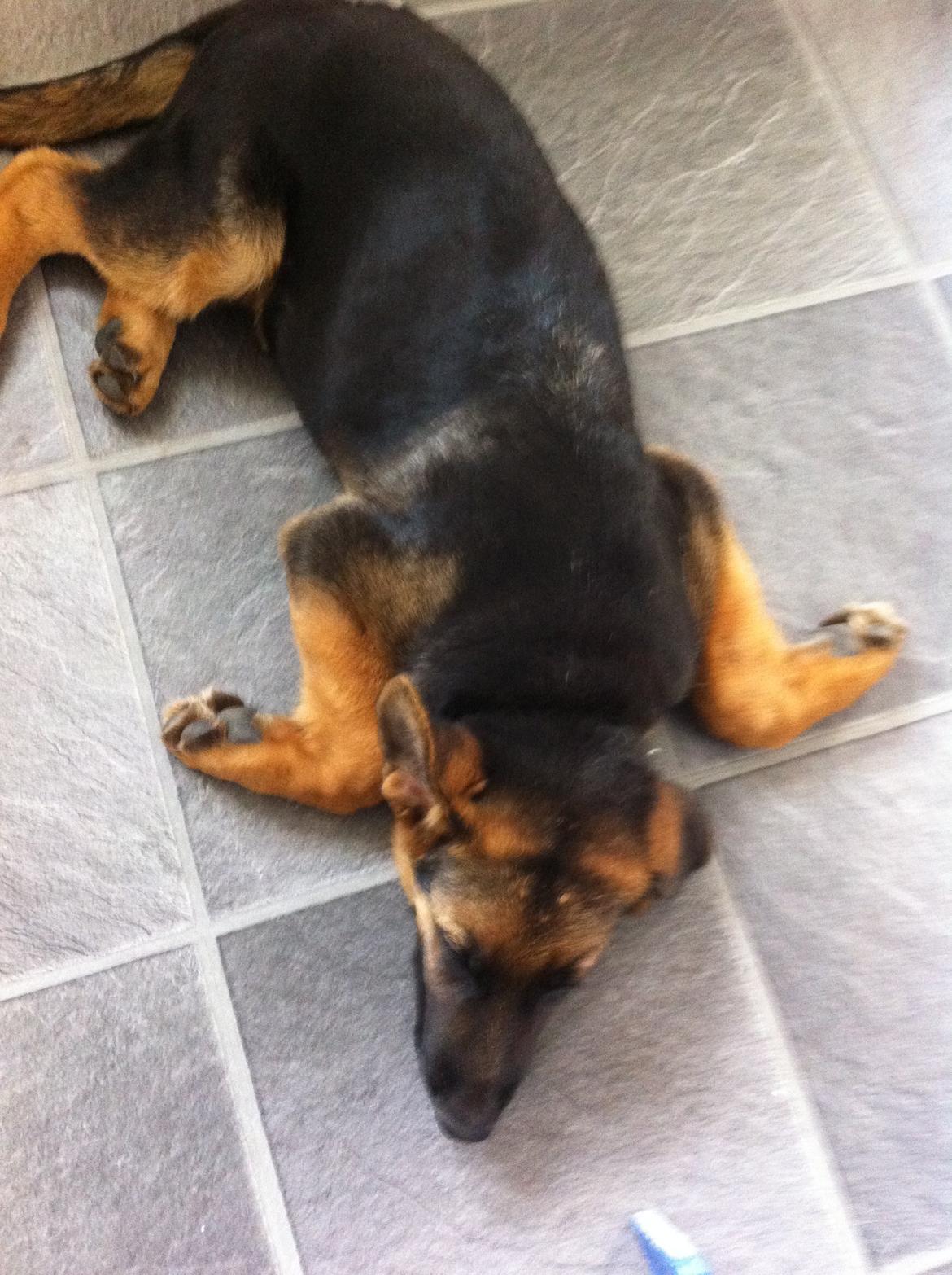 Schæferhund Nick billede 9
