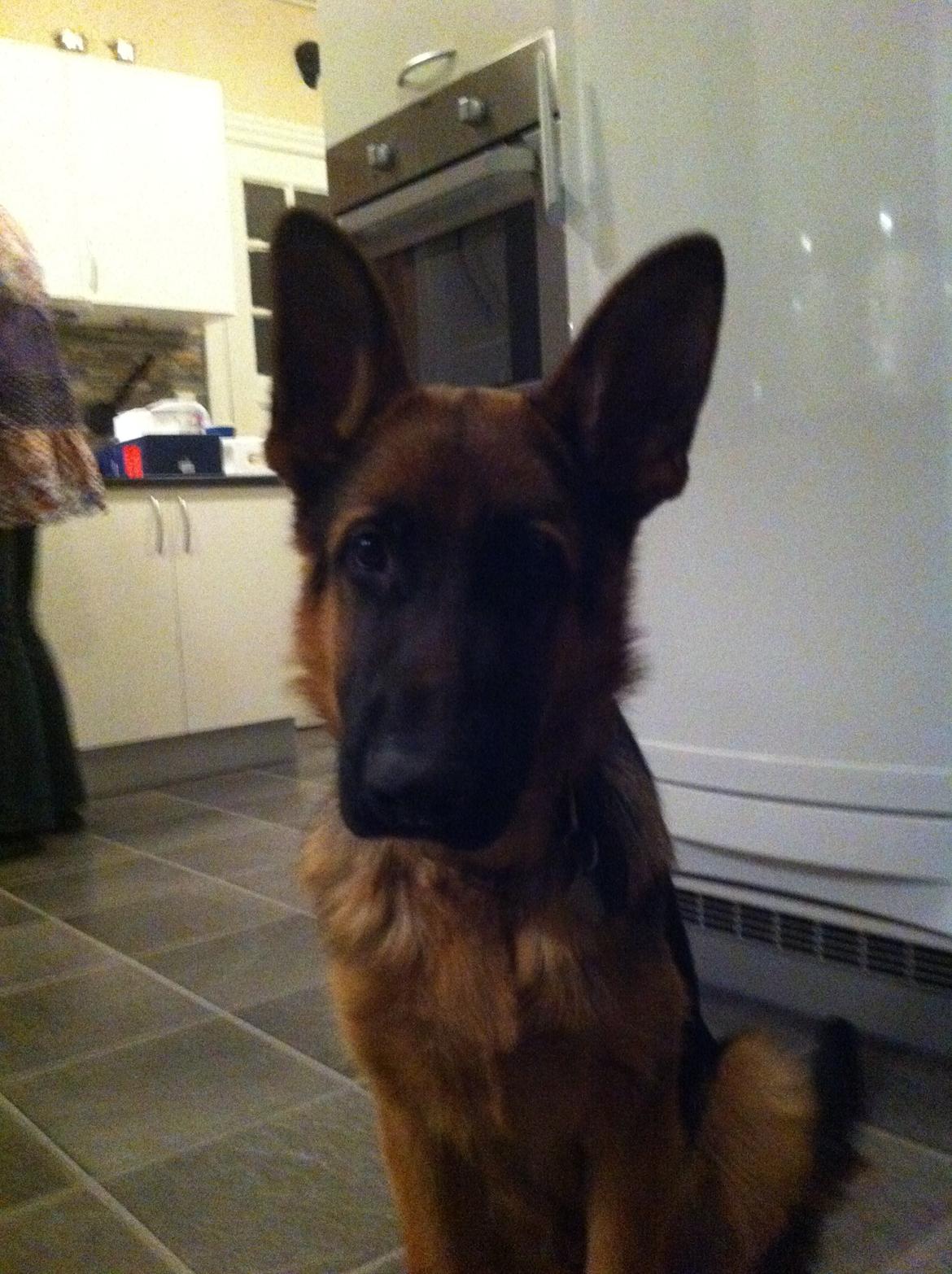 Schæferhund Nick billede 10