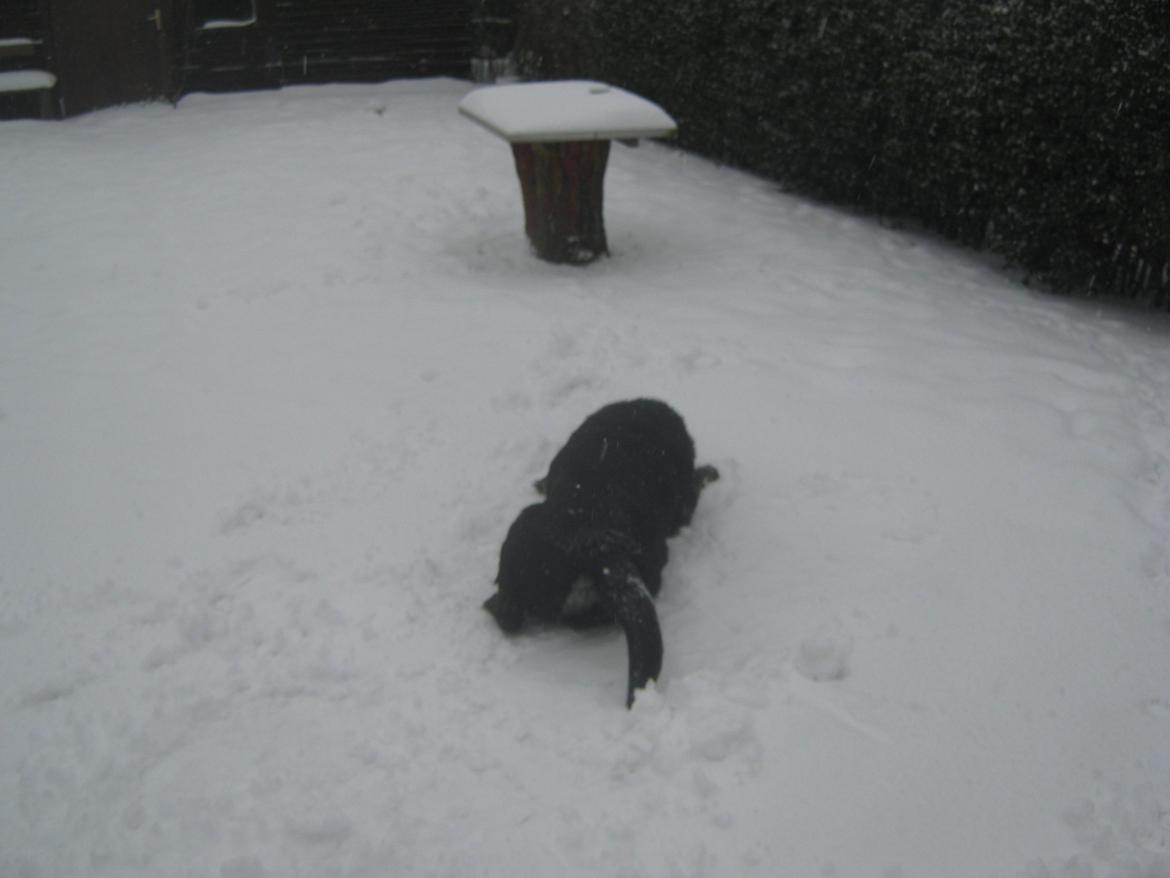 Blanding af racer Buller R.I.P billede 13