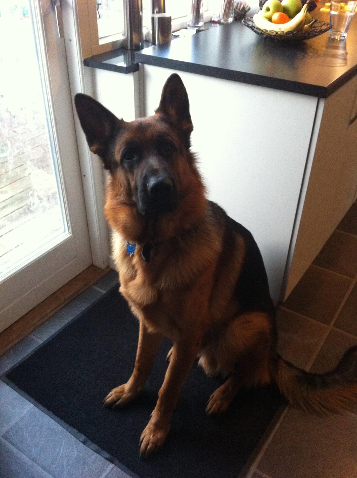 Schæferhund Nick billede 12