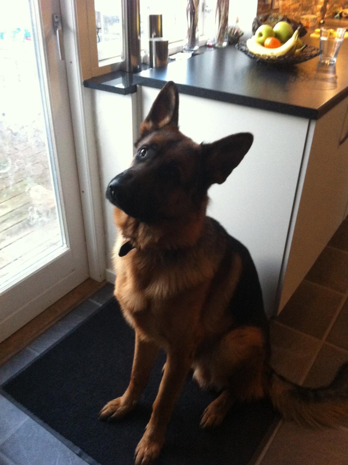Schæferhund Nick billede 13