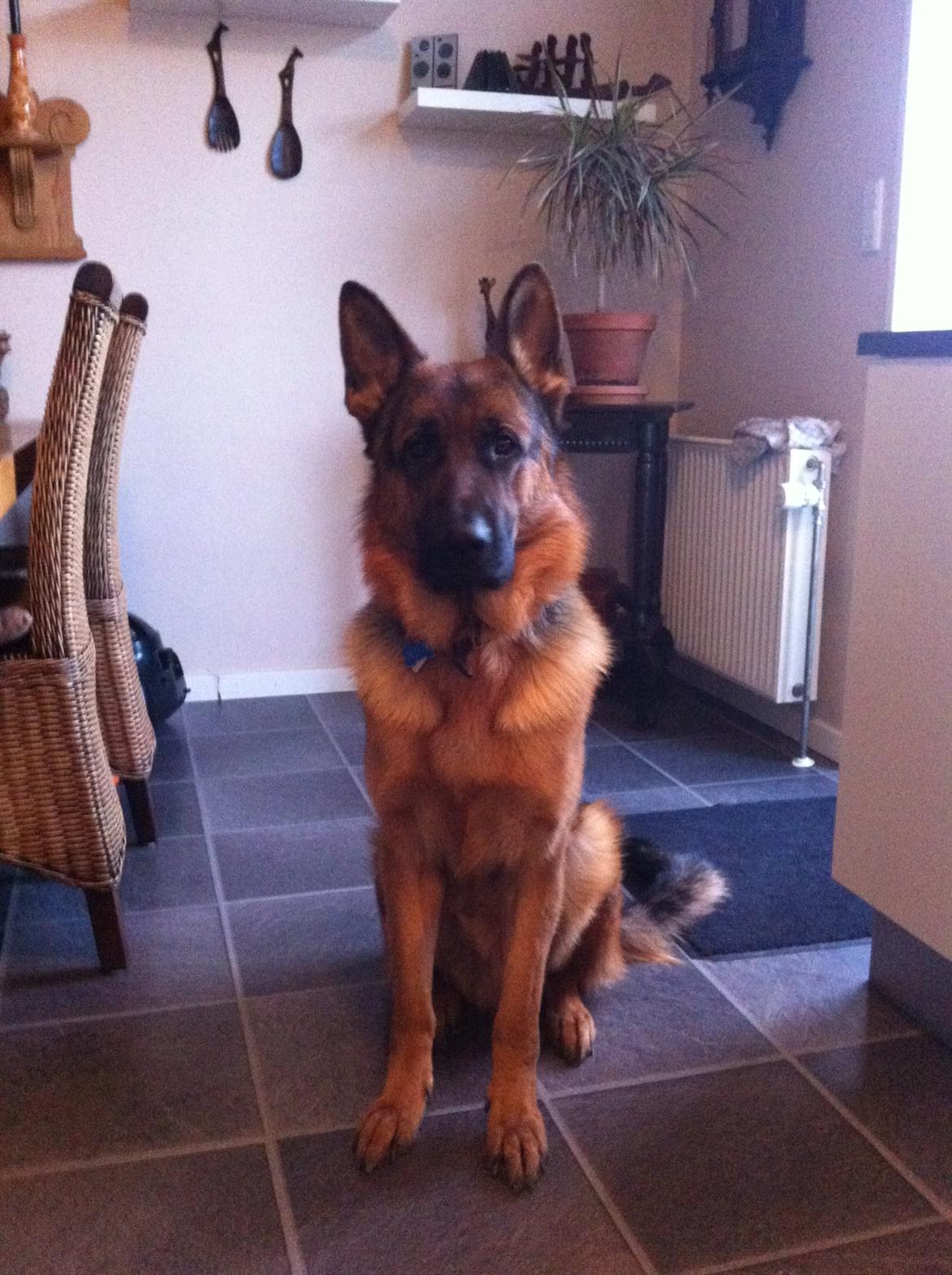 Schæferhund Nick billede 1