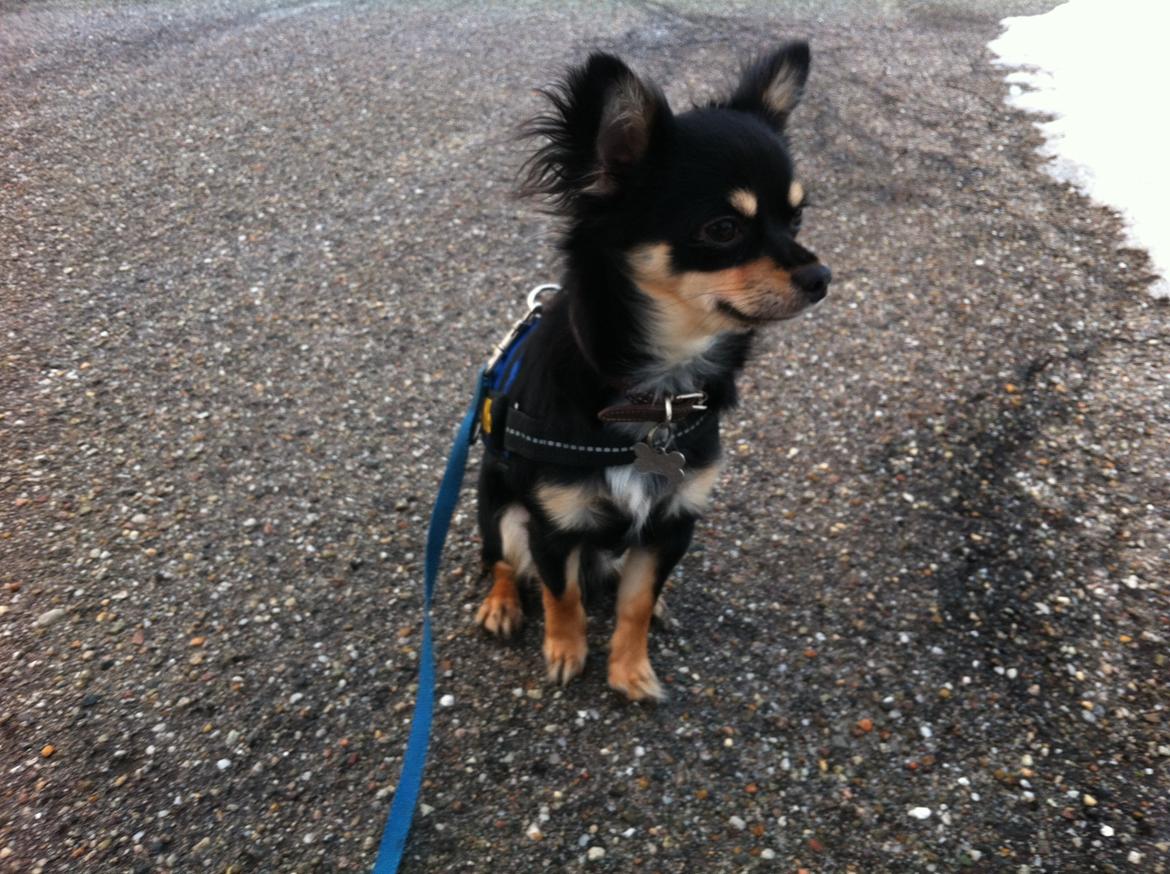 Chihuahua R.I.P Pago Pjevsen - Har mistet fokus hehe billede 16