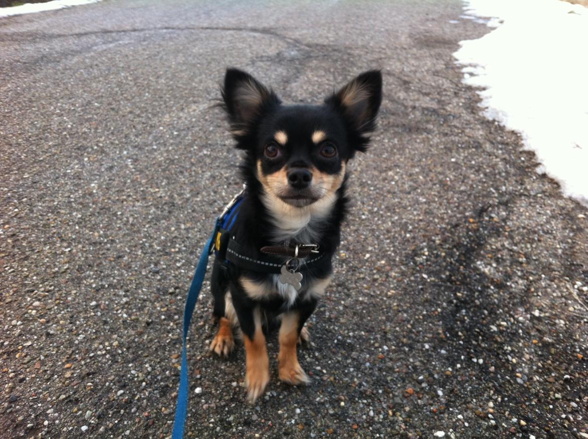 Chihuahua R.I.P Pago Pjevsen - Holder halvt fokus billede 15