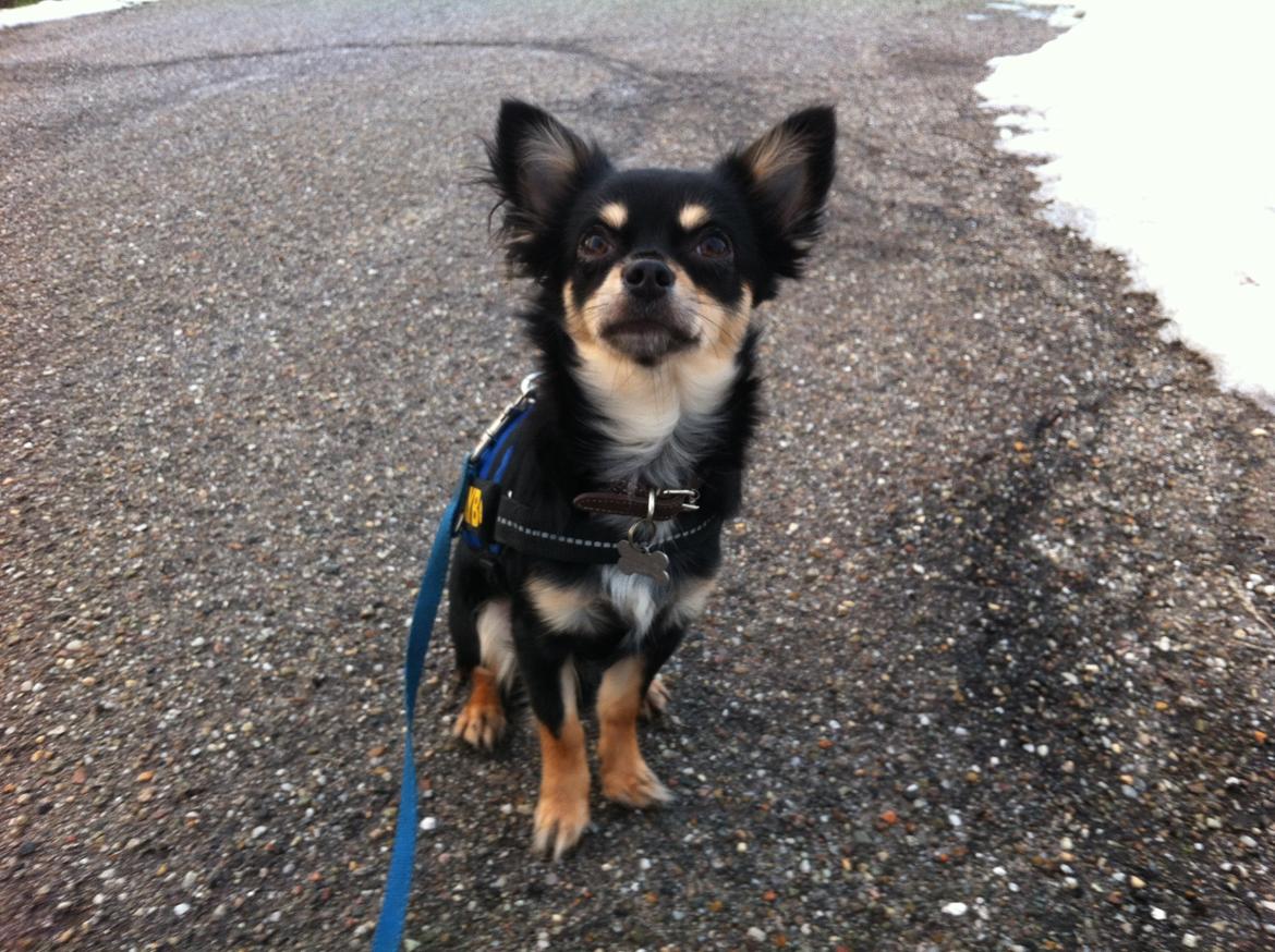 Chihuahua R.I.P Pago Pjevsen - Holder fokus billede 14