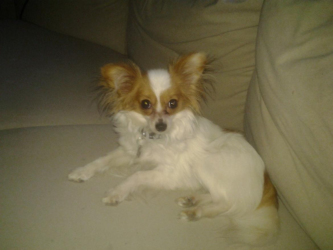 Papillon Zika billede 13