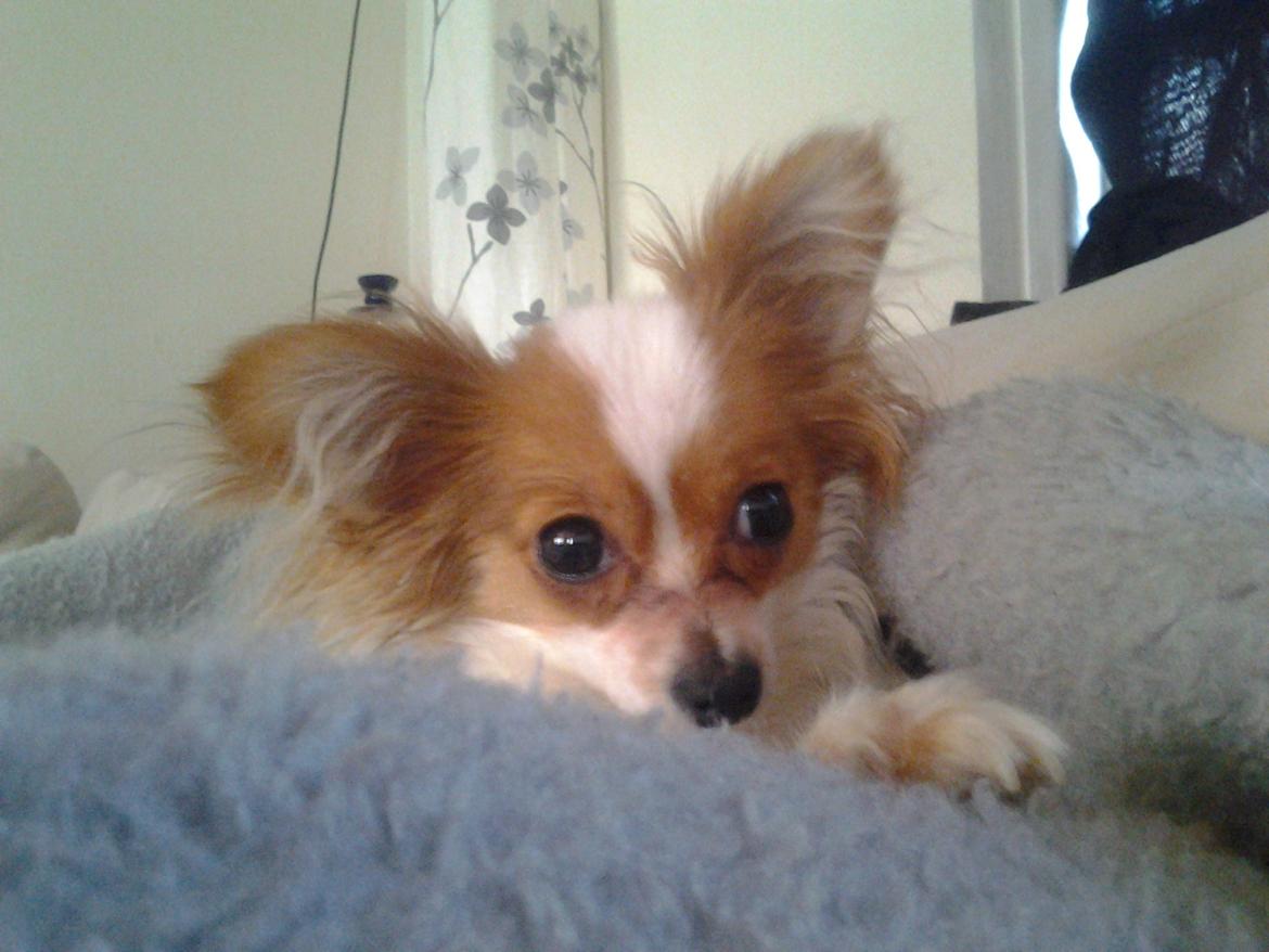 Papillon Zika billede 14