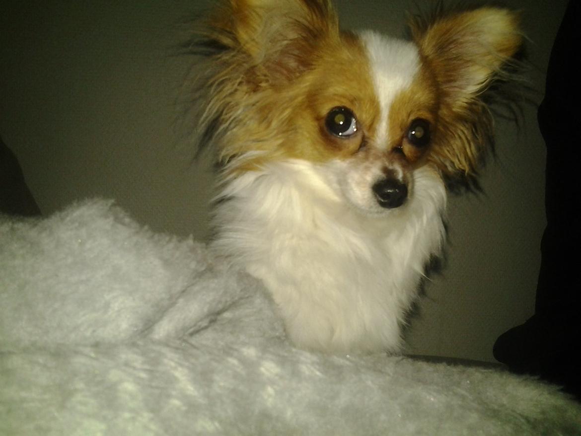 Papillon Zika billede 15