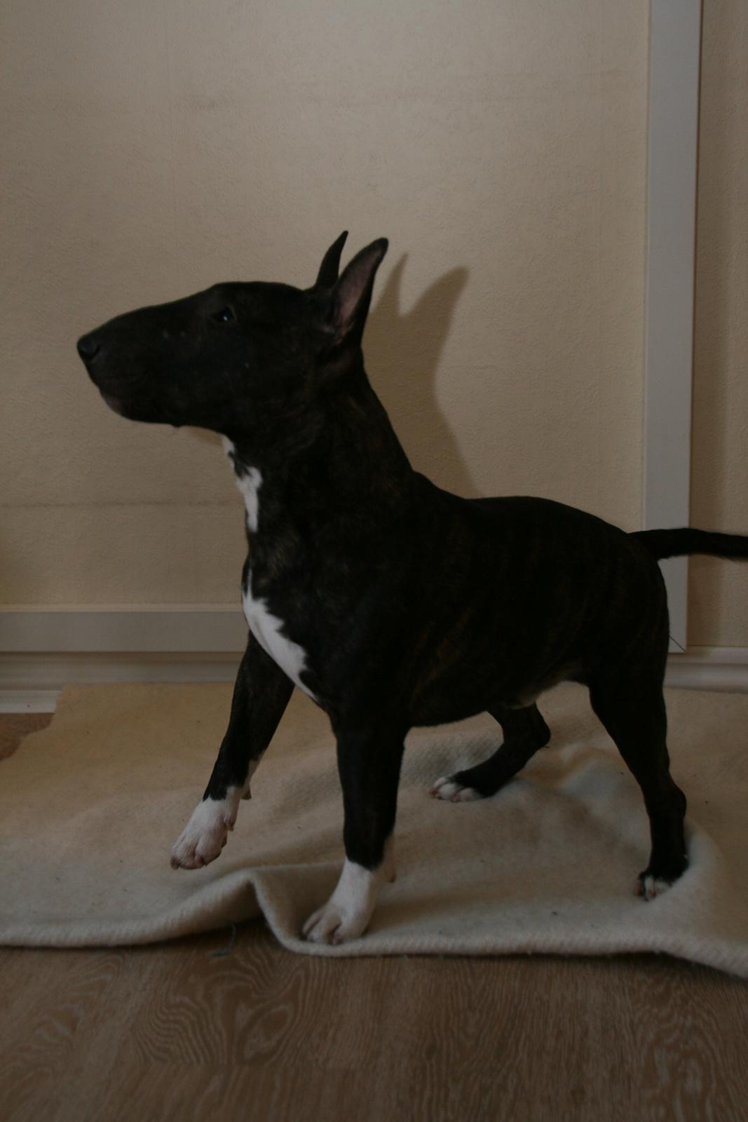 Bullterrier miniature Snoopy billede 16