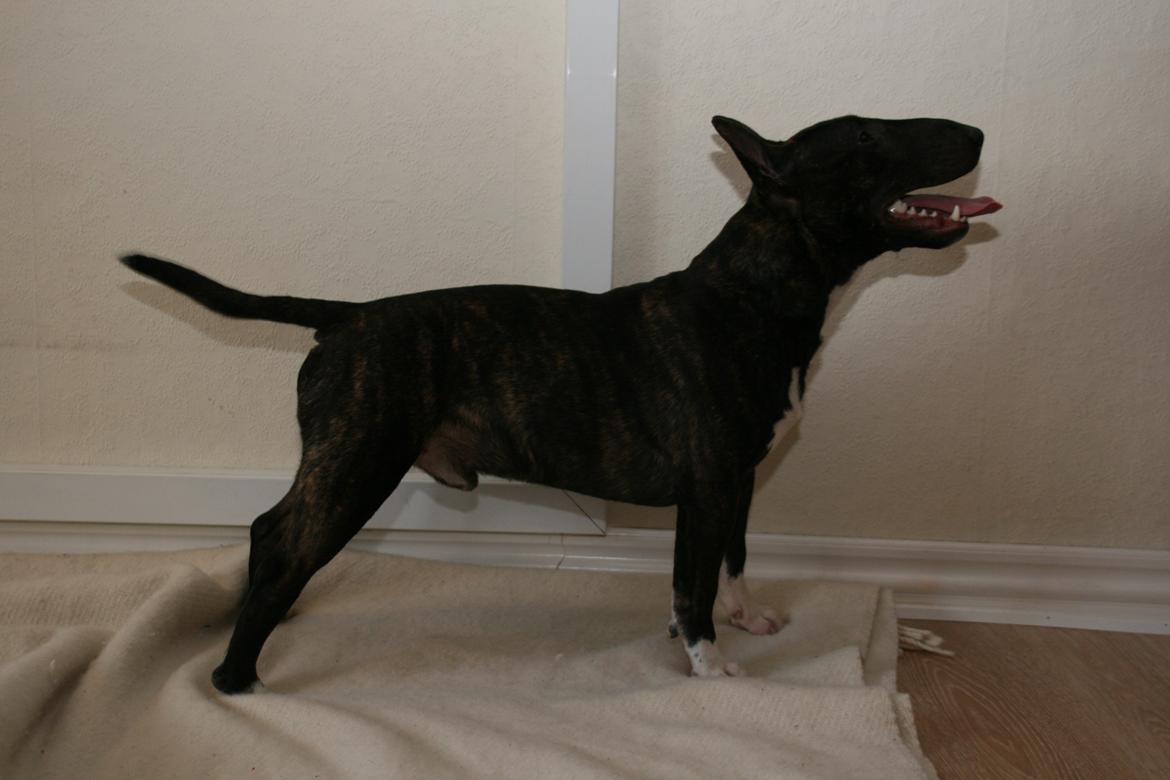 Bullterrier miniature Snoopy billede 17