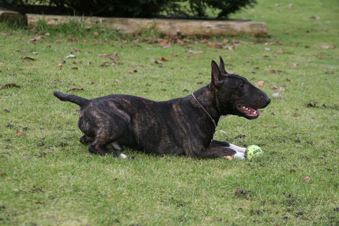 Bullterrier miniature Snoopy billede 18