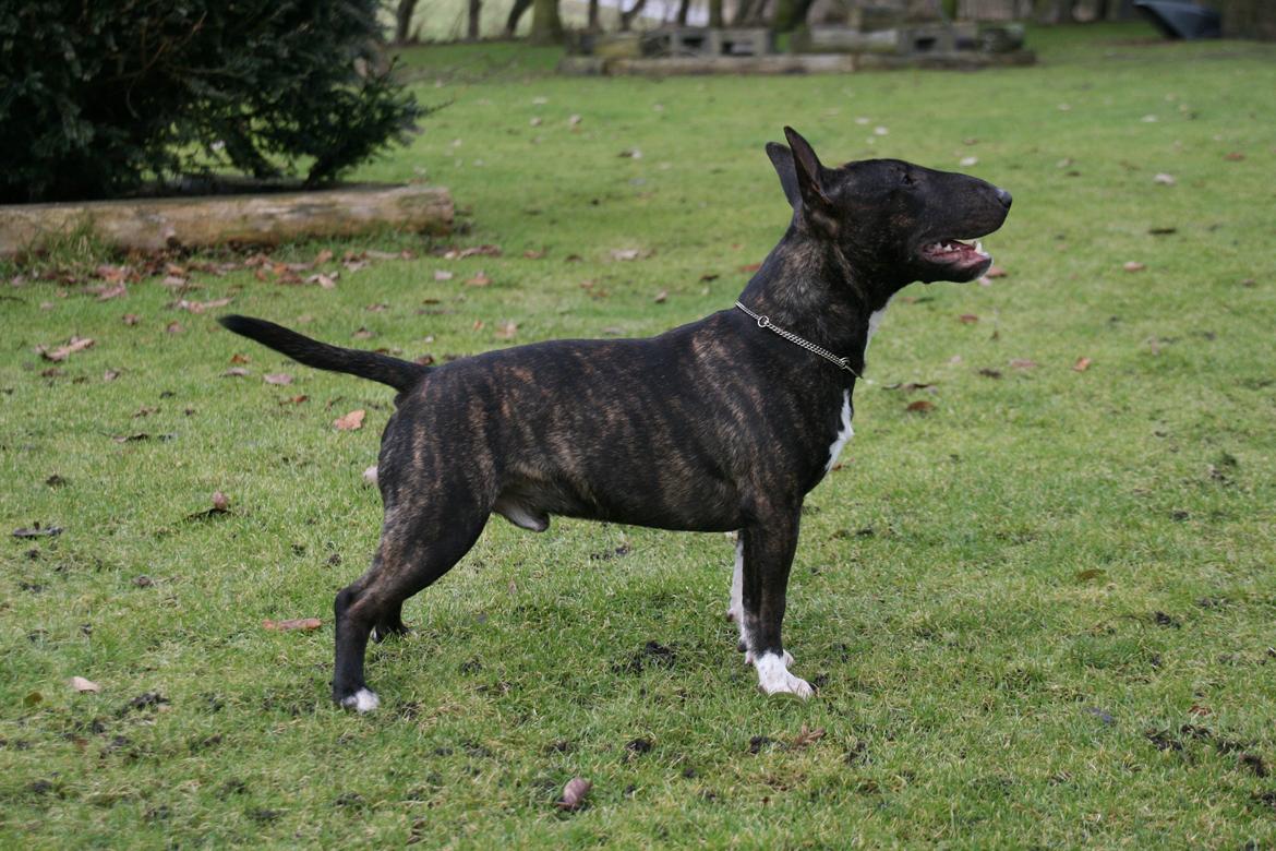 Bullterrier miniature Snoopy billede 19