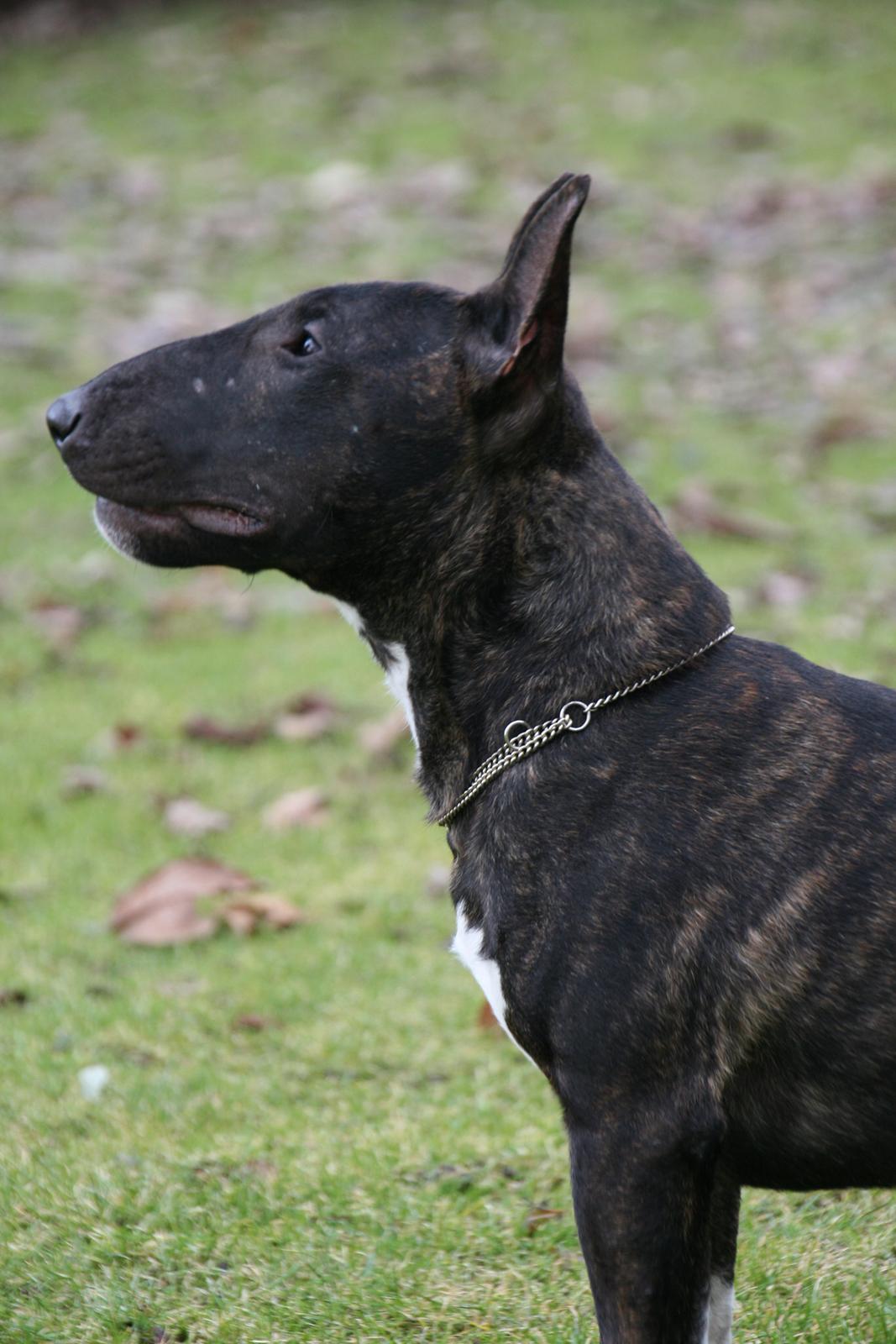 Bullterrier miniature Snoopy billede 20