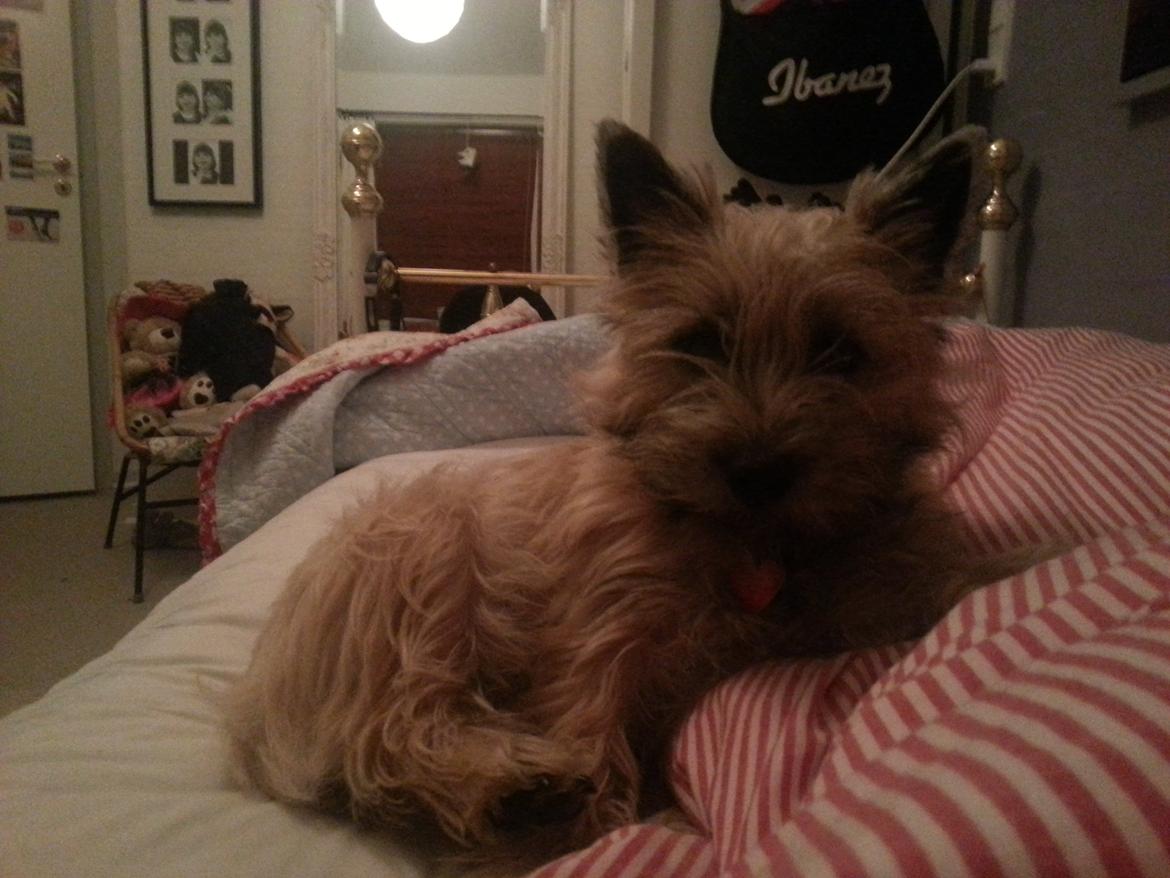 Cairn terrier Frida - Fride-pigen siger godmorgen billede 2