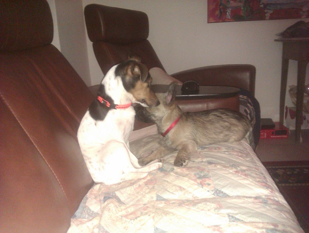 Cairn terrier Frida - Frida som lille hvalp sammen med vores ene Jack Russel - Mille billede 3