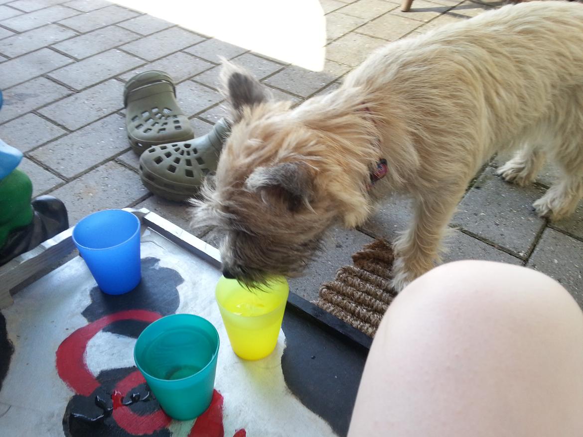 Cairn terrier Frida - Min søster serverede dejlig koldt vand til hundene i sommers ;-) billede 4